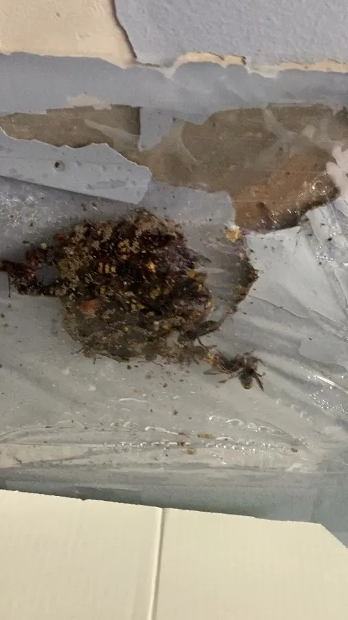 Flea Flicker Pest Control photo 3