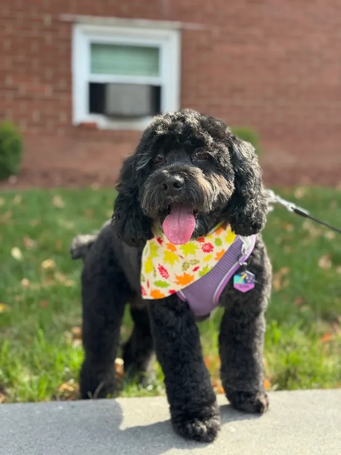 Fluff Pup Grooming photo 2