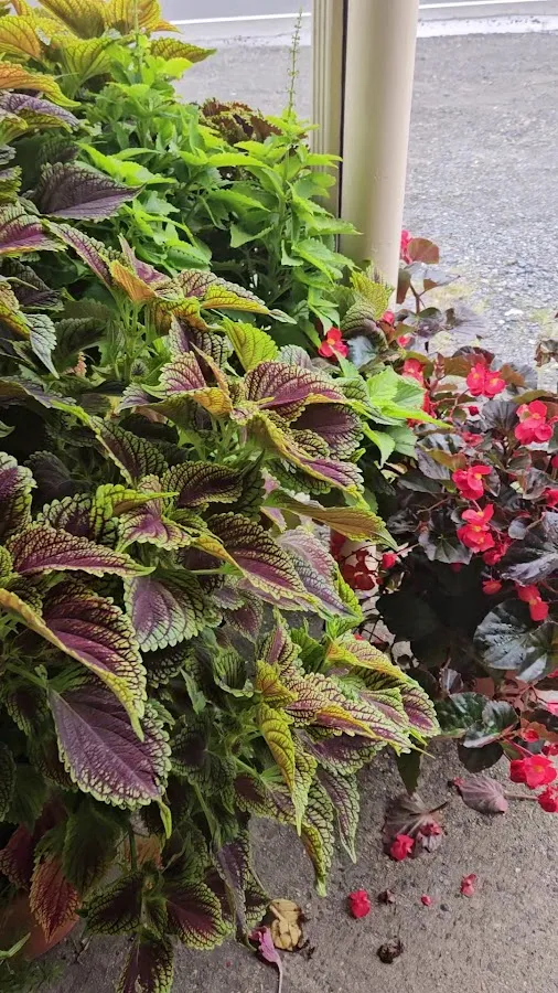 Flying Feather Farm photo 3