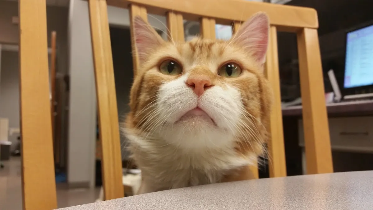 Foxmoor Animal Hospital