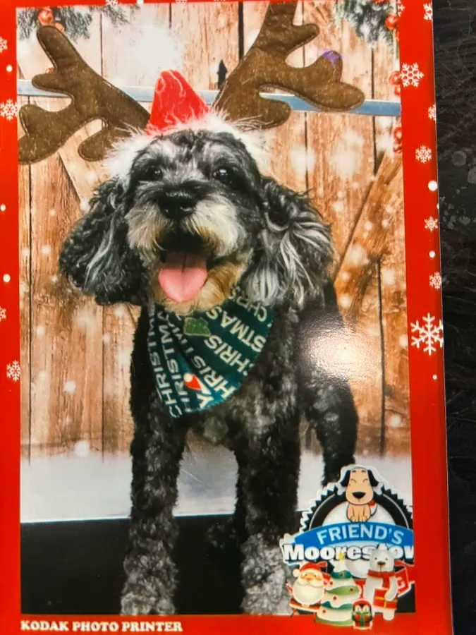 Friends Grooming 2 LLC photo 2