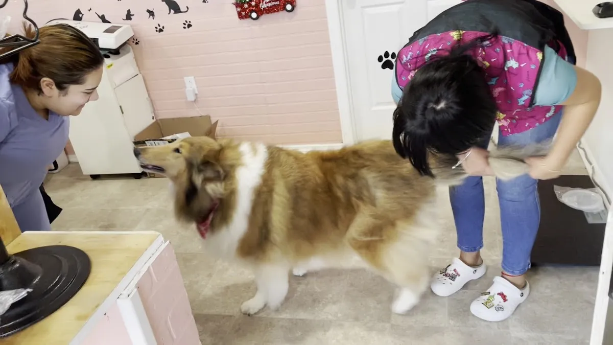 Friends Grooming 2 LLC photo 3