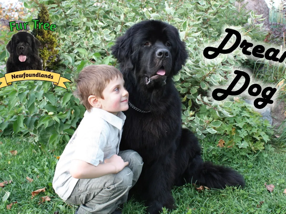 Fur Tree Newfoundlands