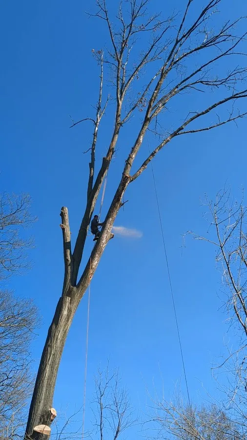 García landscaping llc photo 4