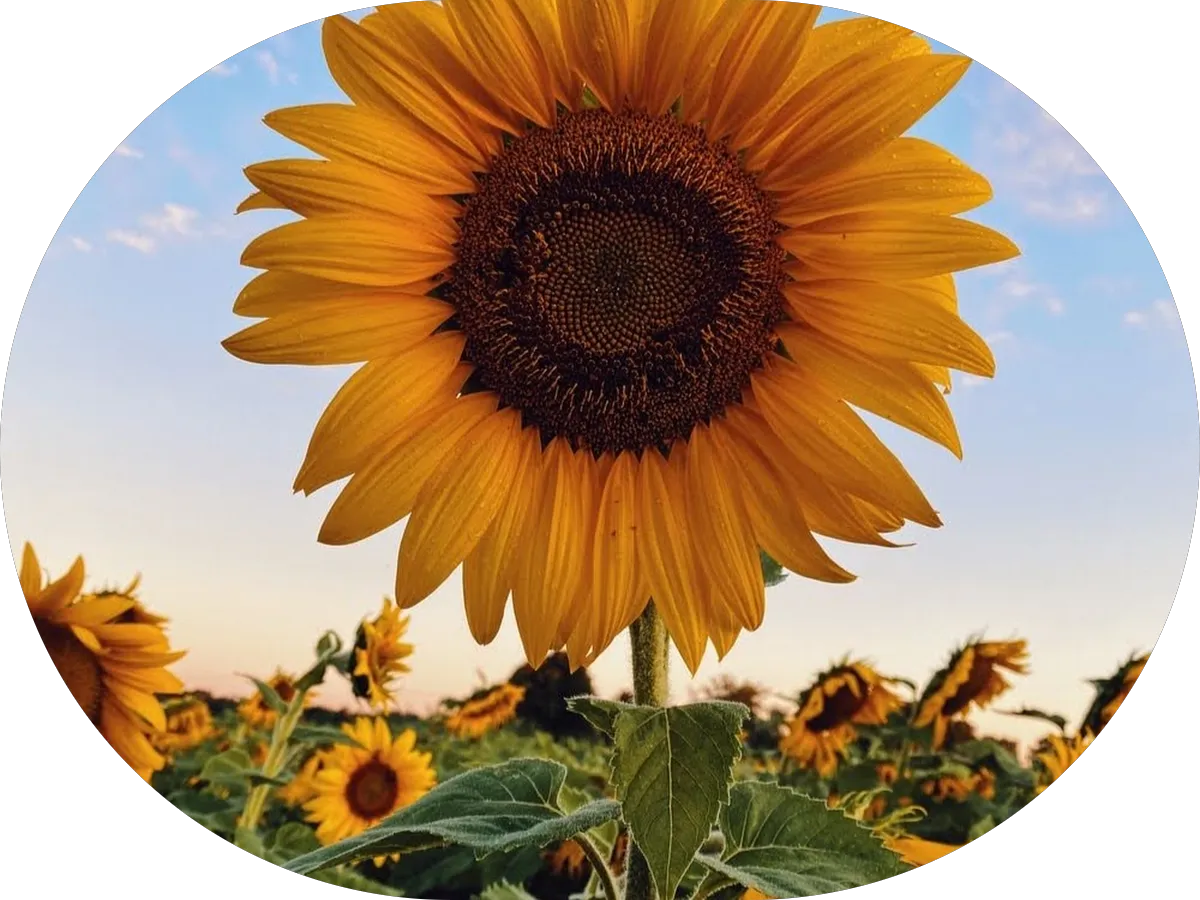 Gemstone Orthodontics - Dr. Pranali Patel photo 3