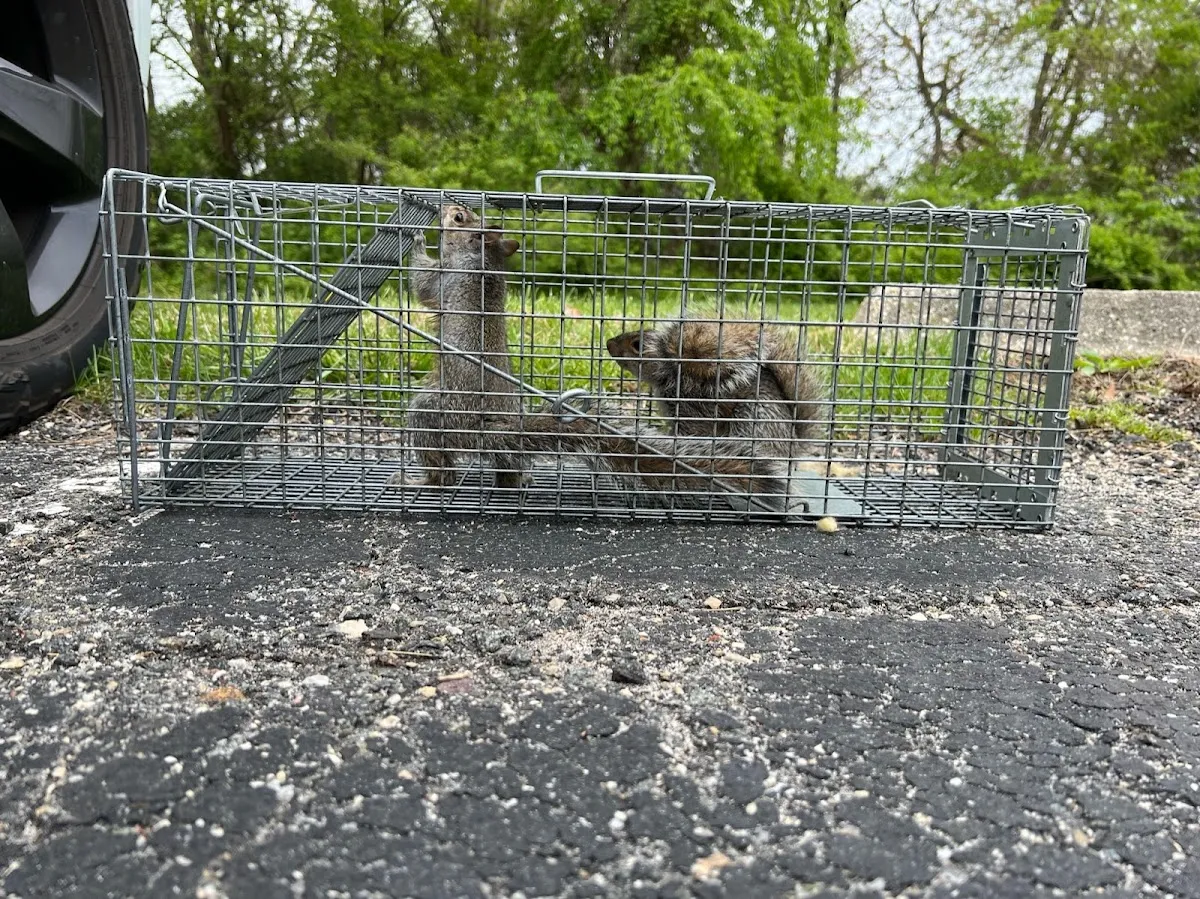 GenExt: General Extermination & Pest Control LLC