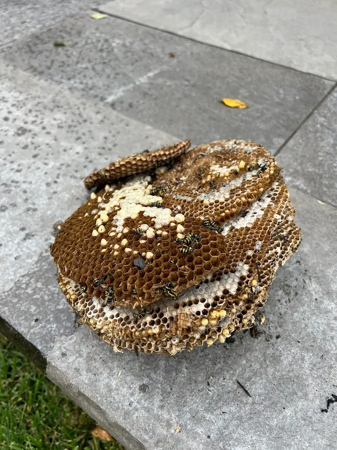 GenExt: General Extermination & Pest Control LLC photo 2