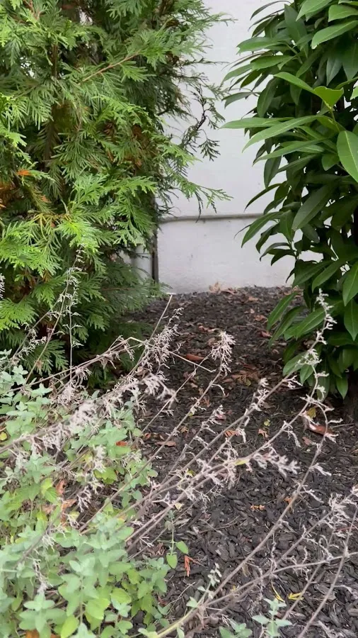 GenExt: General Extermination & Pest Control LLC photo 3