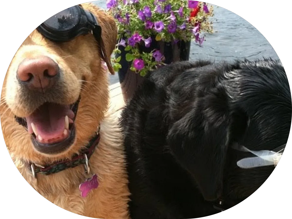 George's Window Cleaning photo 4