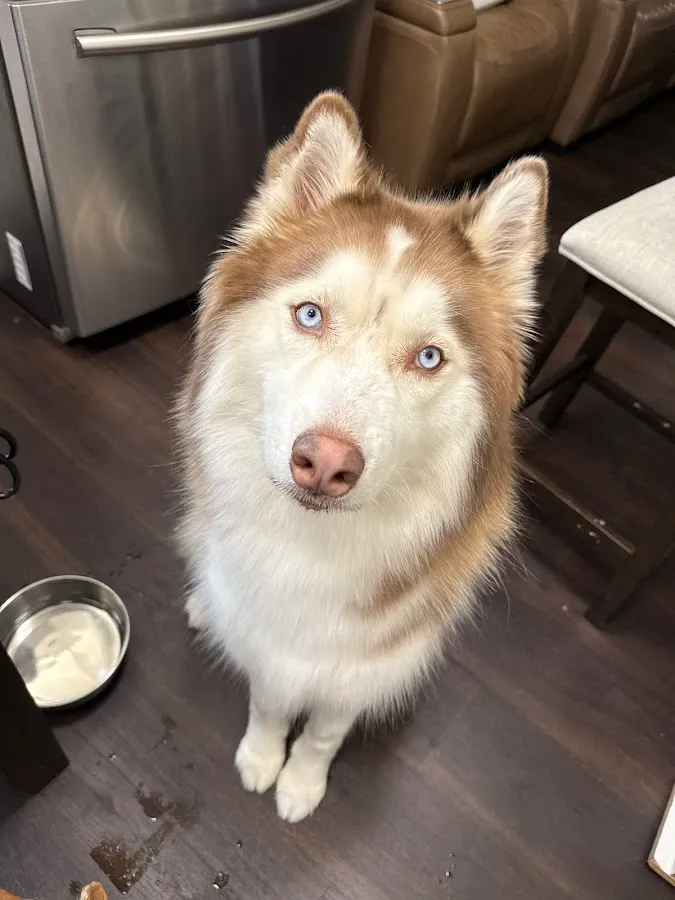 Go Groom Mobile Pet Grooming photo 2