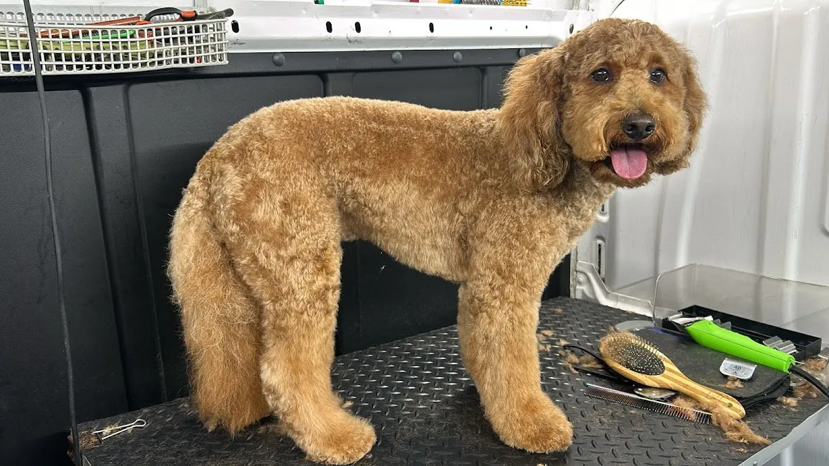 Go Groom Mobile Pet Grooming photo 3