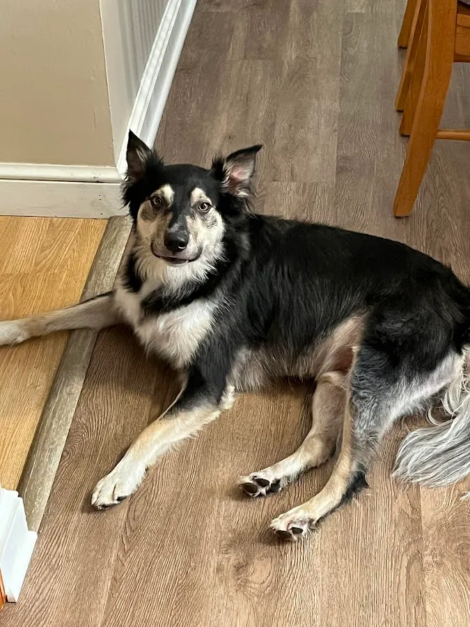 Going To The Dogs photo 3