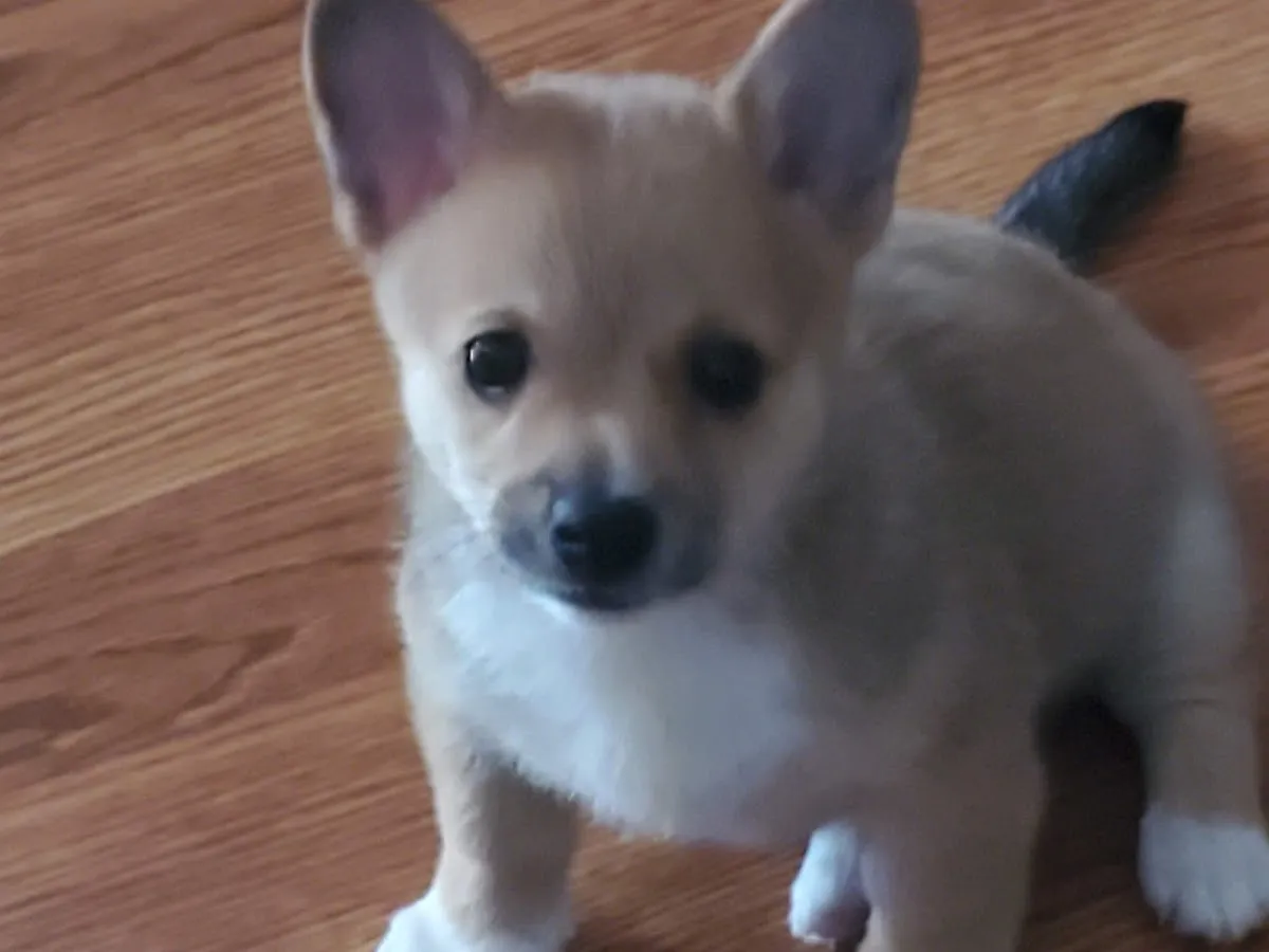 Golden Grove Kennels