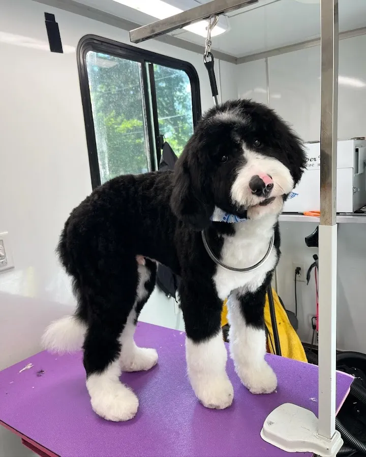 Great Dayne Grooming