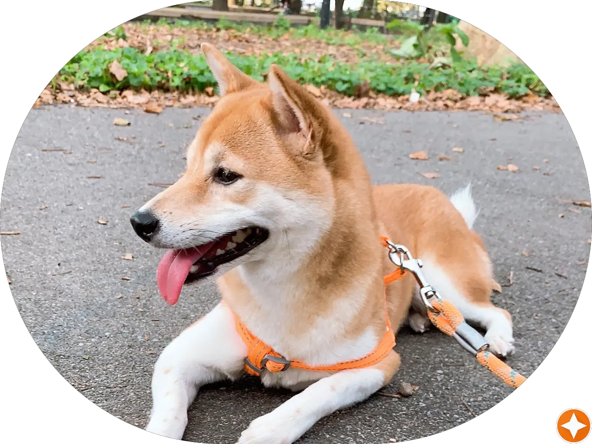 Great Wall Chinese Restaurant photo 4