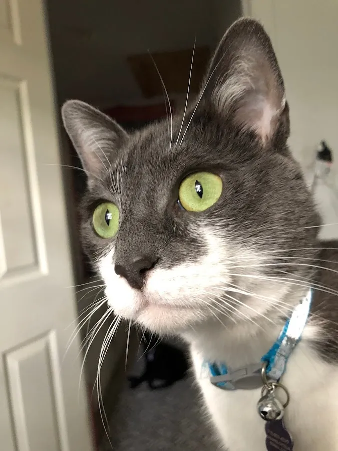 Green Brook Animal Hospital