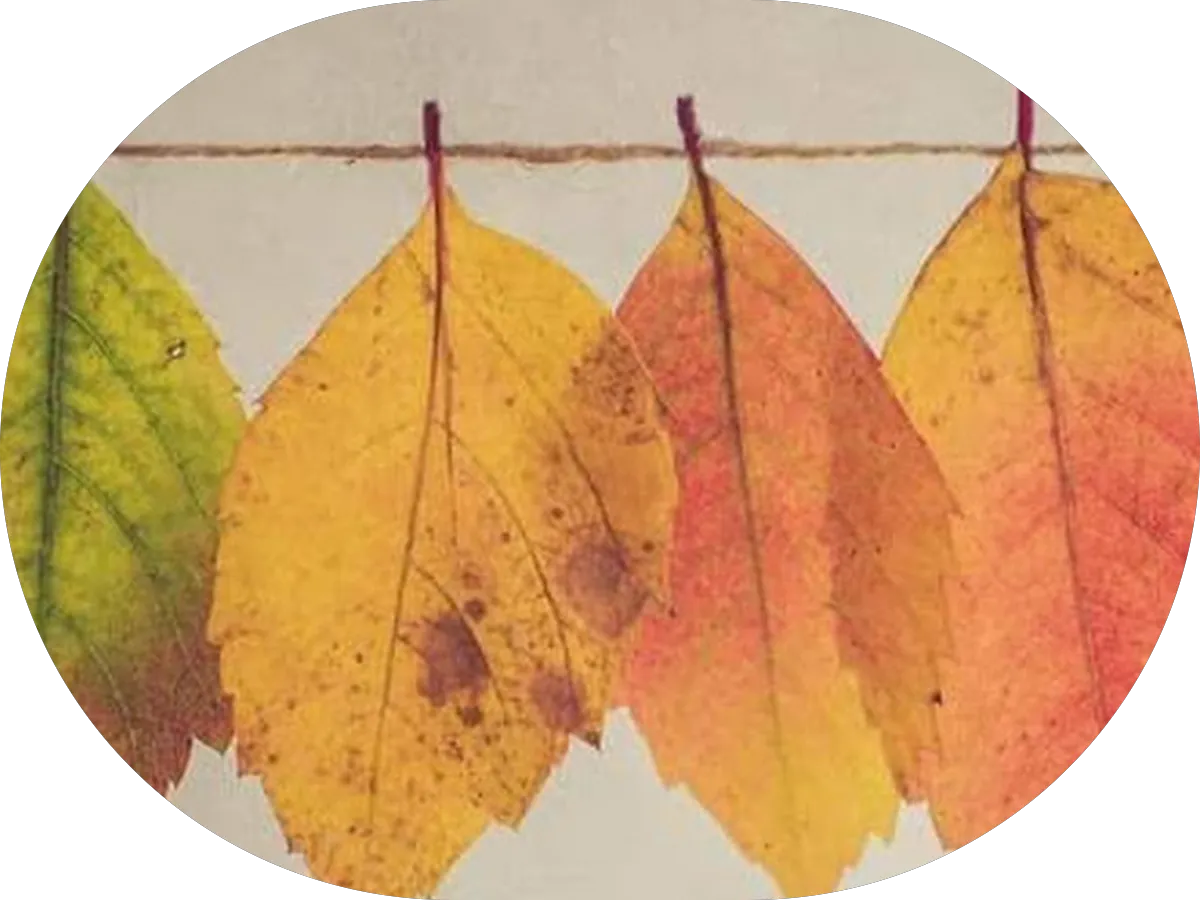 Green Expert Technology Inc.