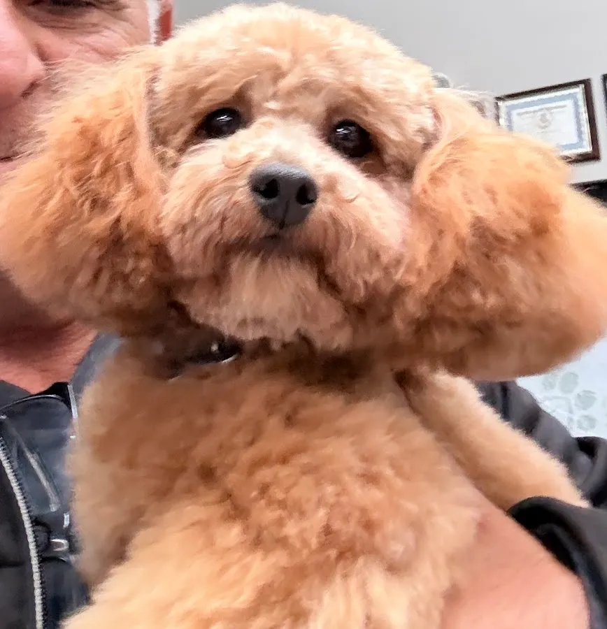 Green Leaf Pet Resort Ocean