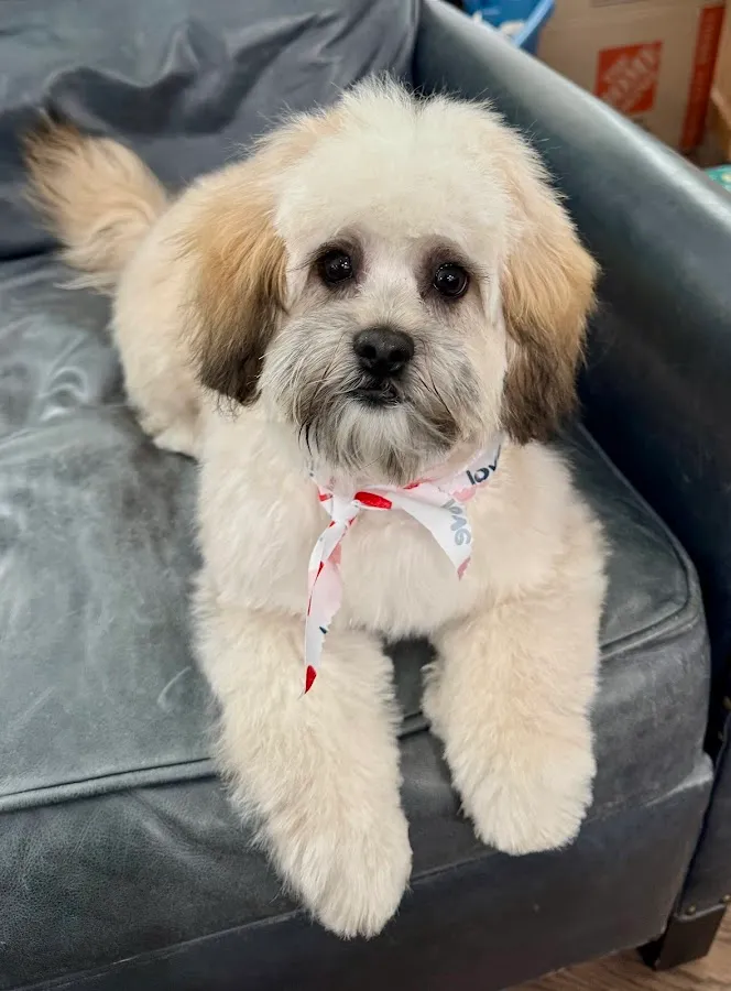 Green Leaf Pet Resort Ocean photo 2