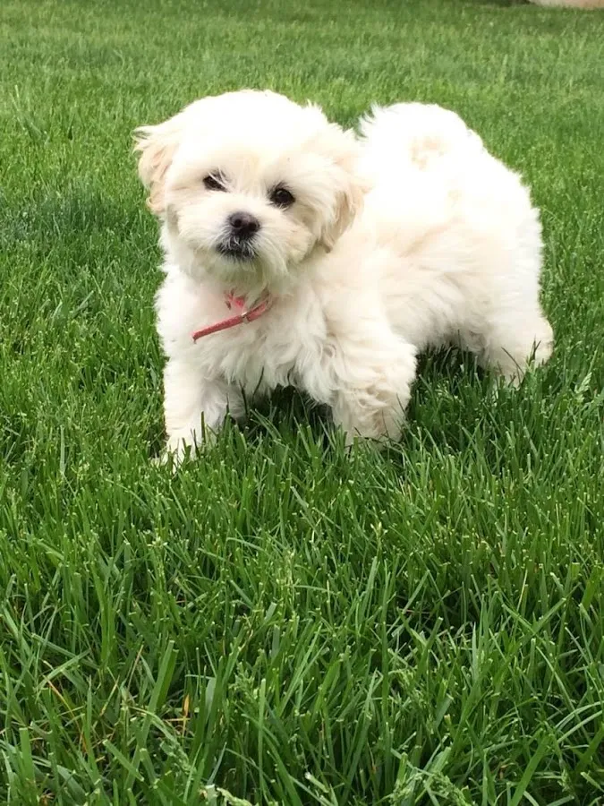 Groomer Has It Pet Salon and Spa