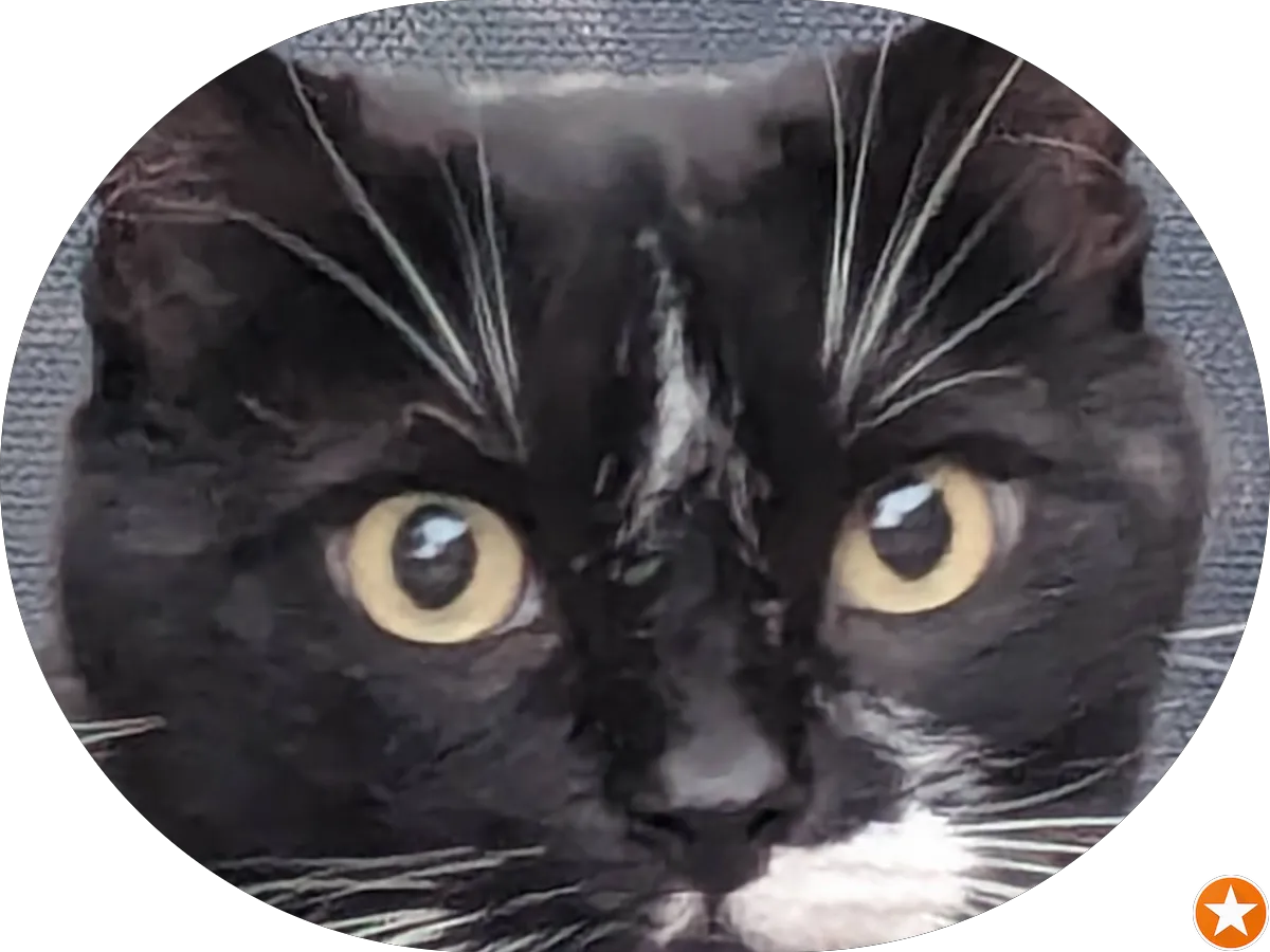 Haines Towing Services photo 4