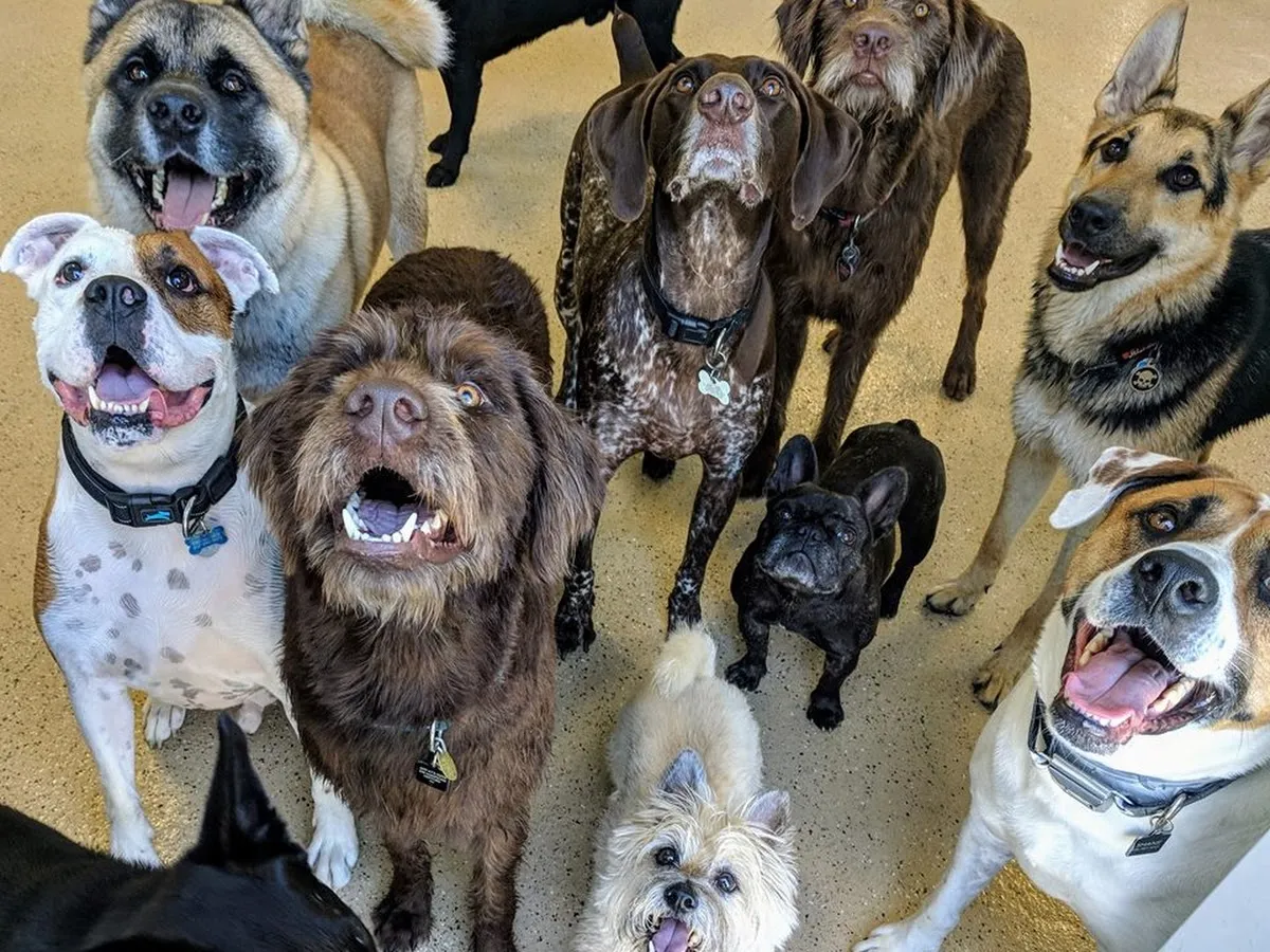 Halo House Animal Resort