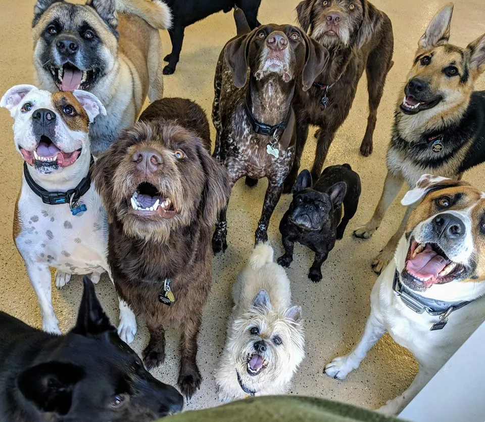 Halo House Animal Resort photo 2