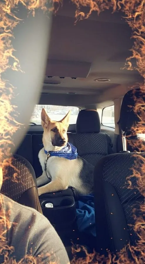 Halo House Animal Resort photo 3