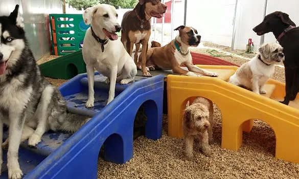 Halo House Animal Resort photo 5