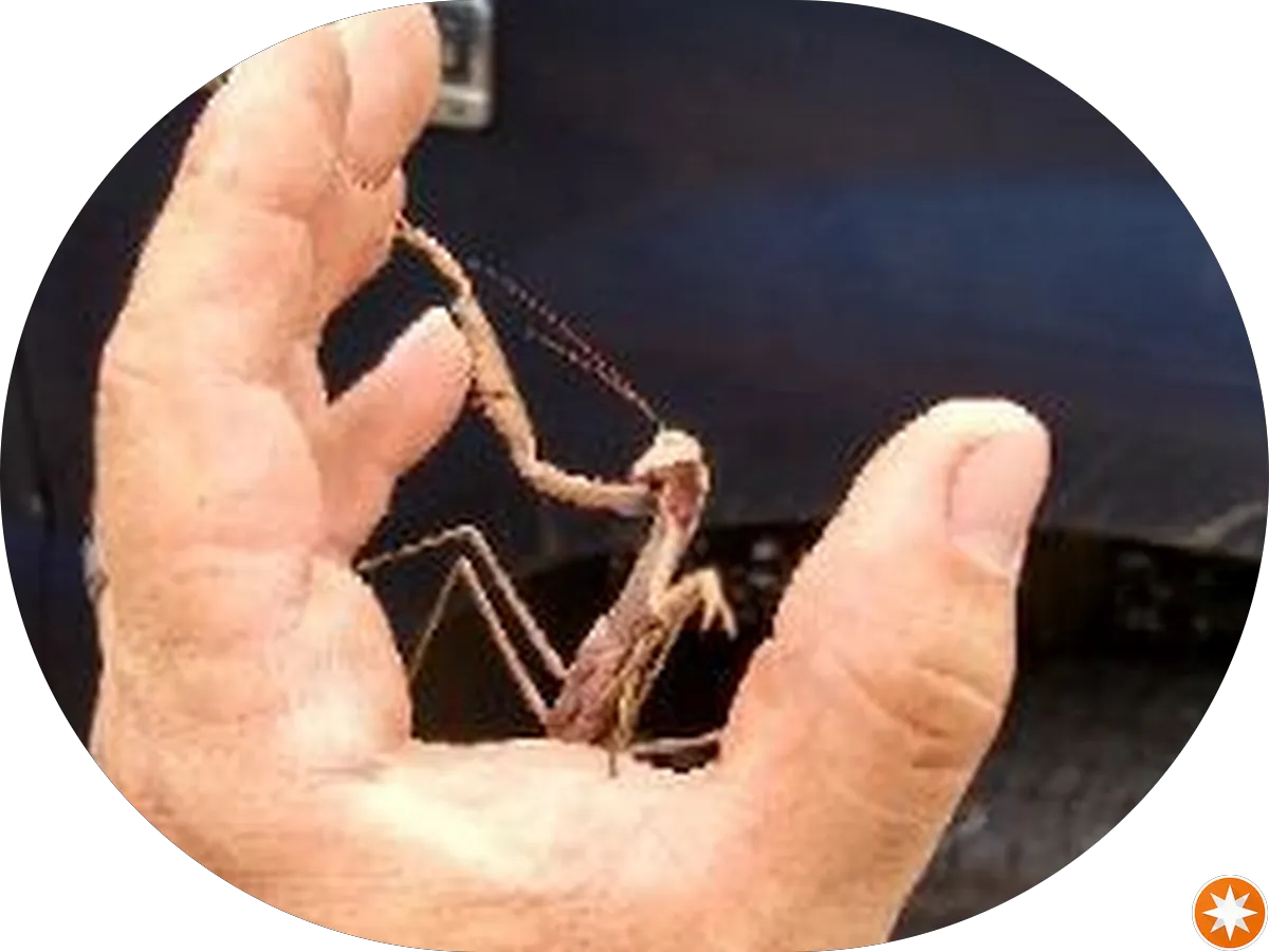 Hamilton Green Cleaner photo 2