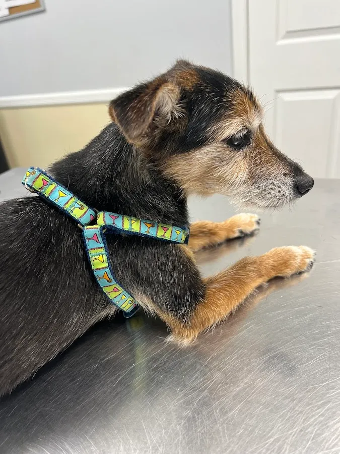 Hamilton Veterinary Hospital photo 2