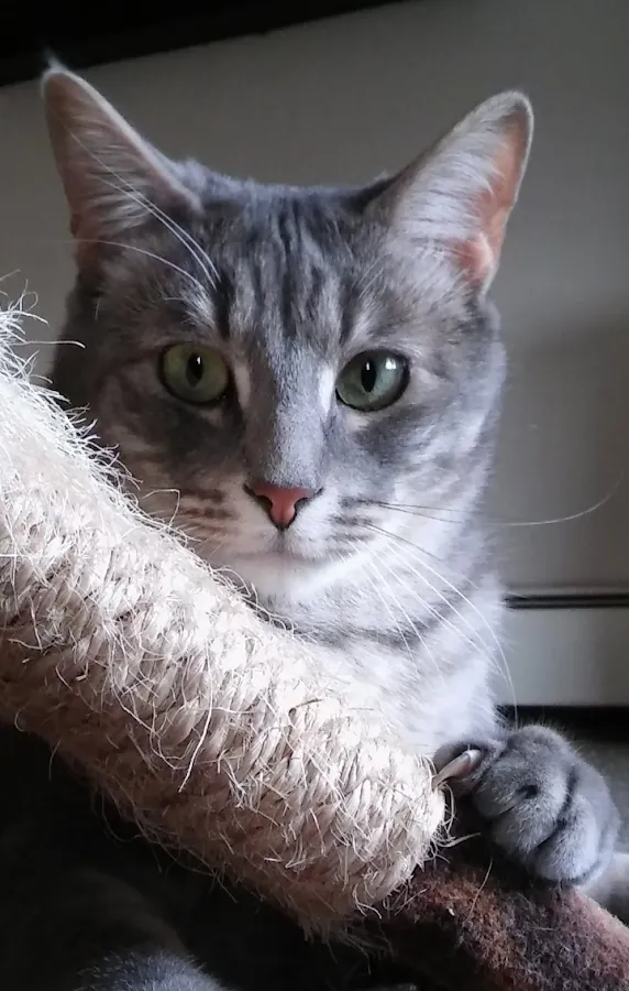 Hamilton Veterinary Hospital photo 3