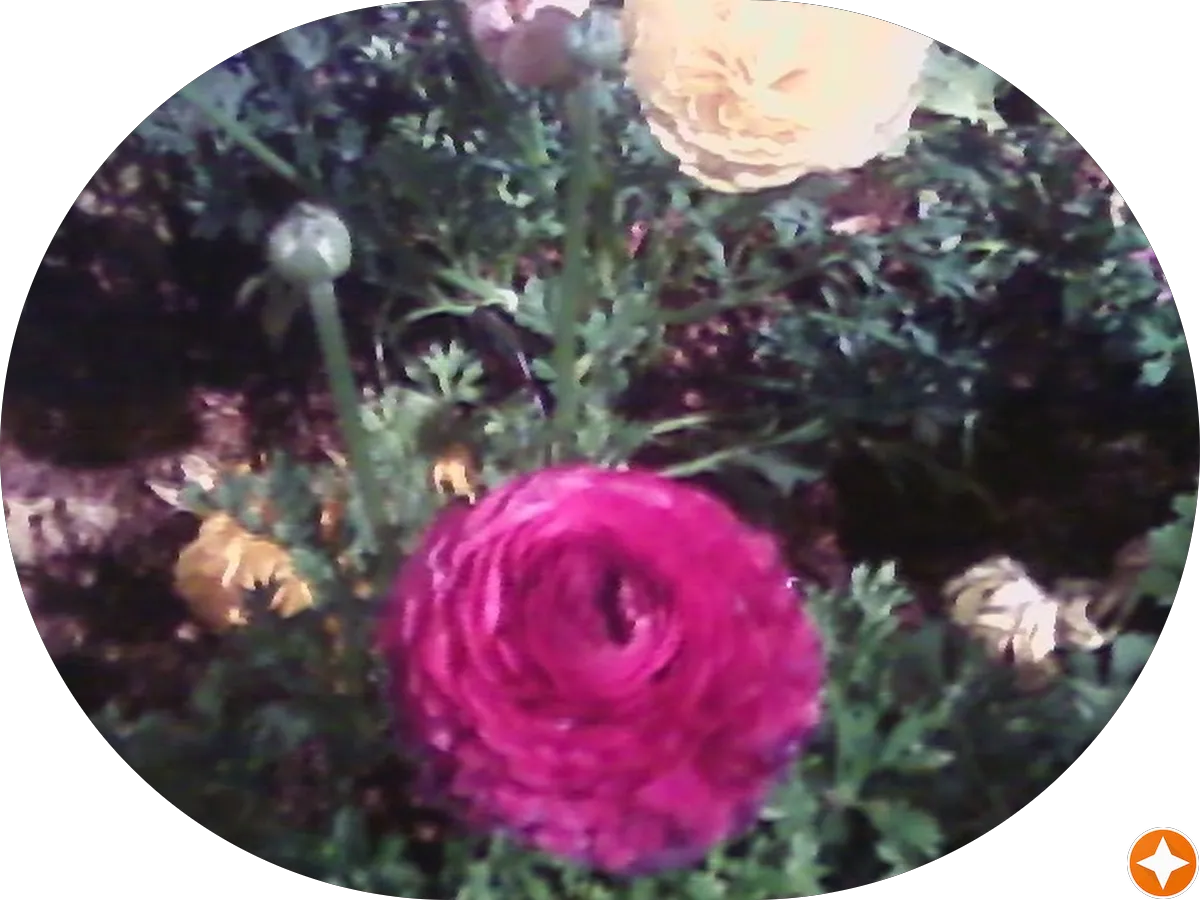 Hank N. Rovillard, Esquire, LLC