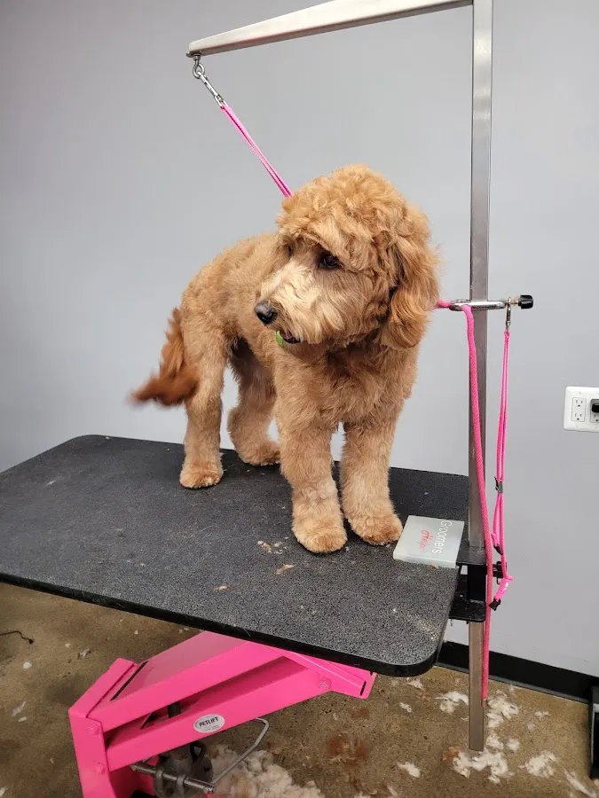 Happy Hounds Mobile Grooming LLC