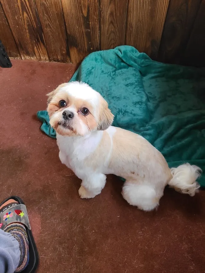 Happy Pet Tails photo 2