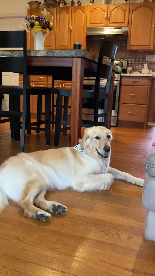 Happy Pet Tails photo 3