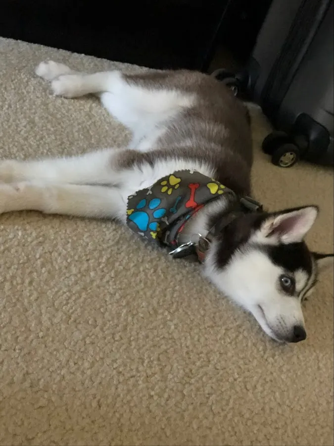 Happy Pet Tails photo 4