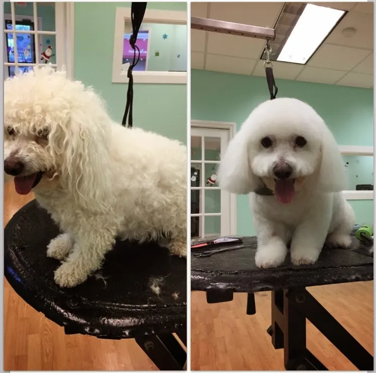 Happy Pet Tails photo 5