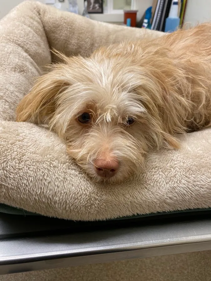 Harbor Veterinary Hospital