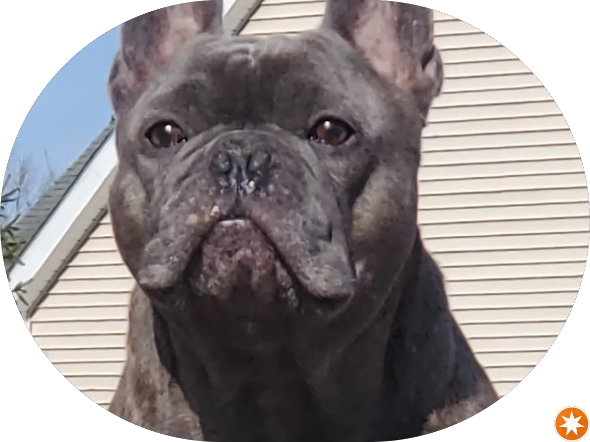 Harmony Animal Hospital: Epple W N DVM photo 3