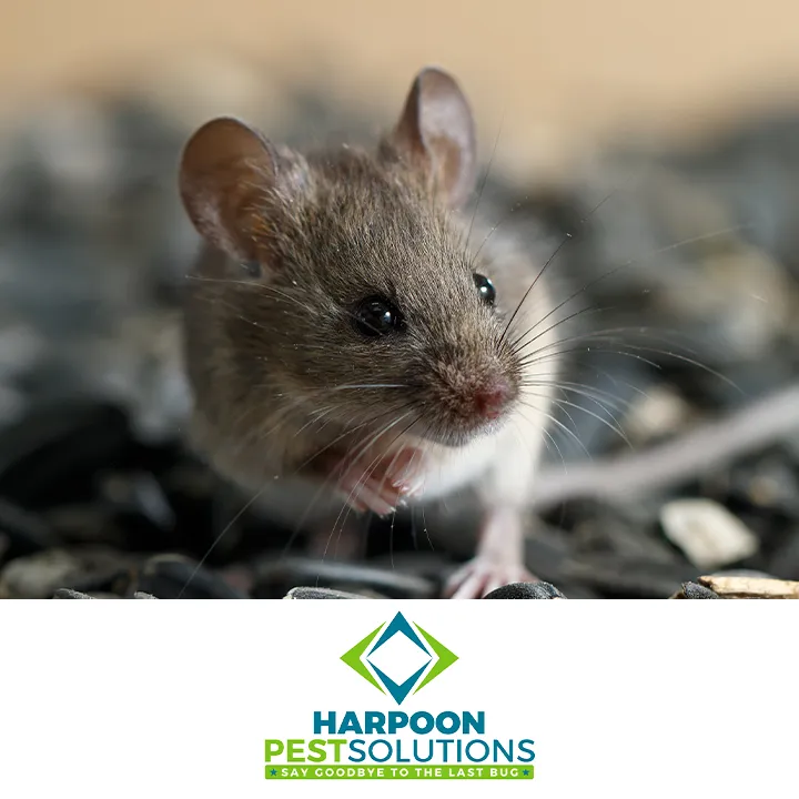 Harpoon Pest Solutions photo 2