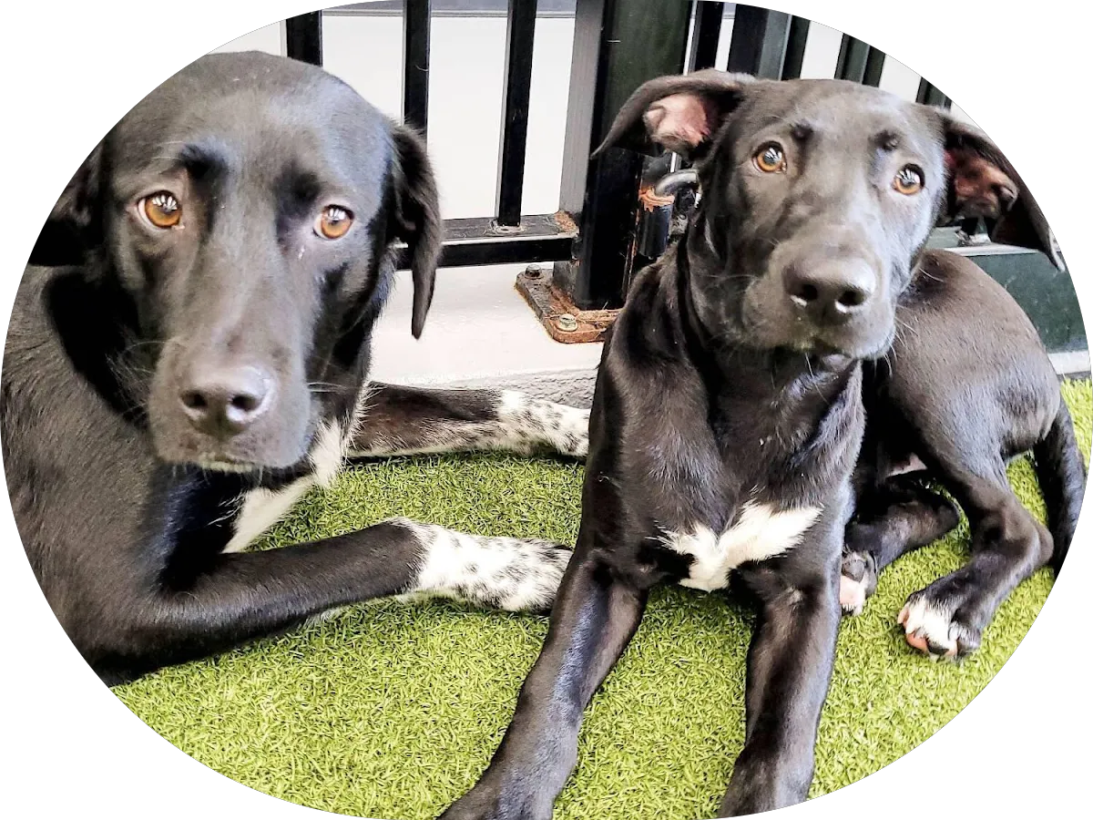 Harris Bouquet photo 2