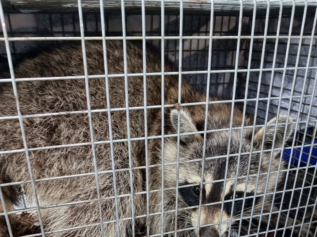 Hayes Pest Control Services photo 5