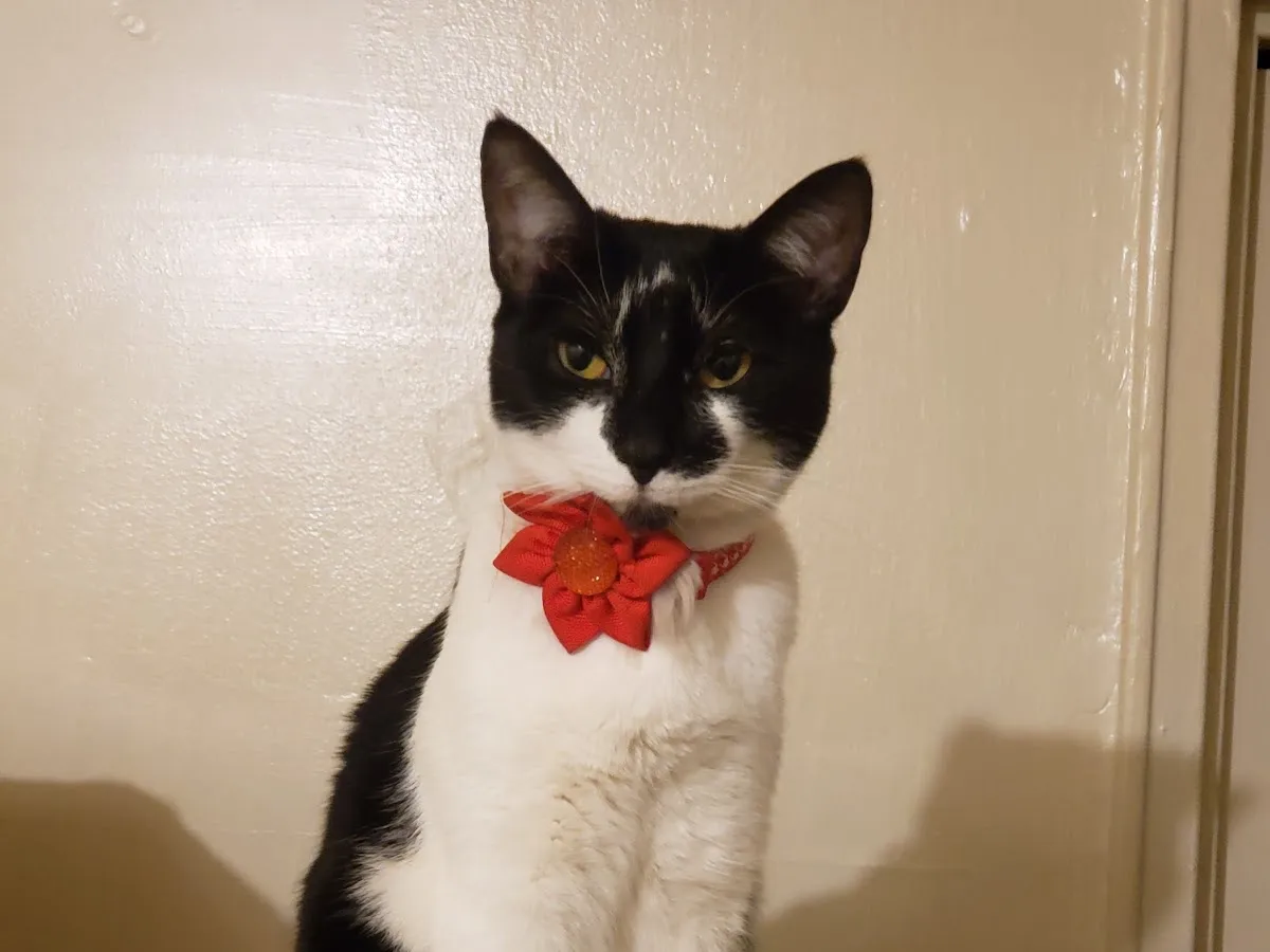 Helping Paws PAH photo 2