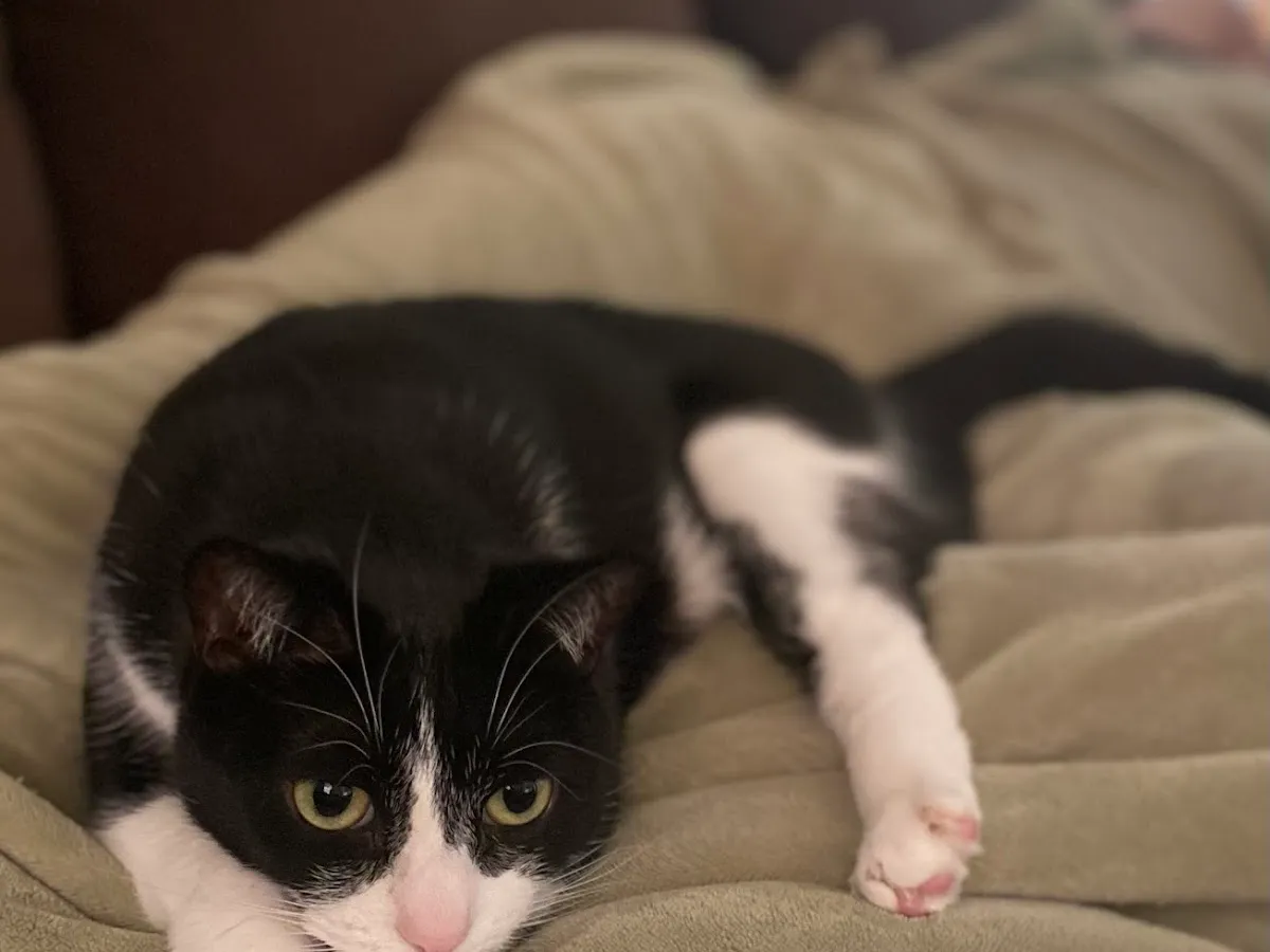 Helping Paws PAH photo 4