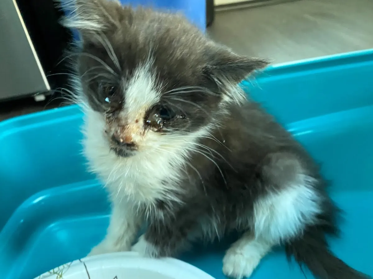 Helping Paws PAH photo 5