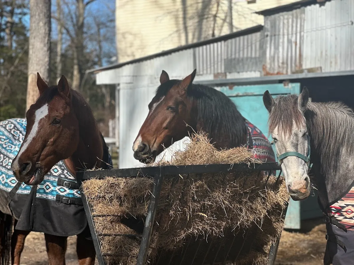 Hit the Stars Learning with Horses