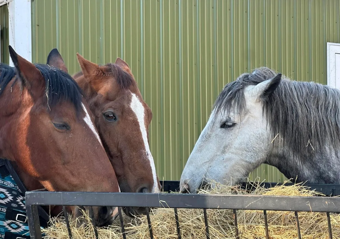 Hit the Stars Learning with Horses photo 2