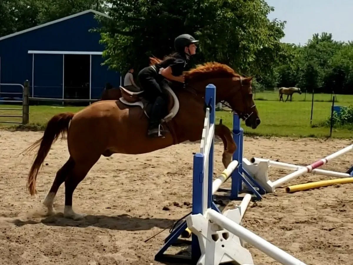 Hit the Stars Learning with Horses photo 5