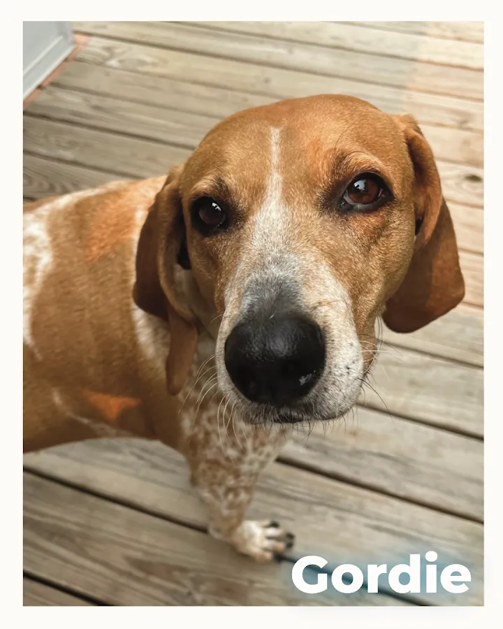 HolisticalVets LLC photo 2